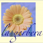 Affittacamere La Gerbera Levanto